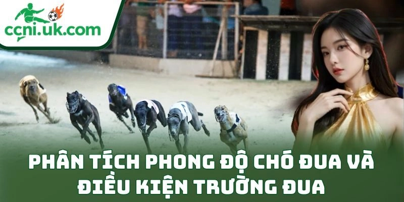 Bí Quyết Cá Cược Đua Chó An Toàn Cho Dân Chơi Bền Vốn 2 Phân tích phong độ chó đua và điều kiện trường đua